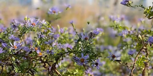 "Gardening with Native Plants": In-Person Badger Talk in Madison, WI