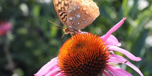 Macro Photography Meetup