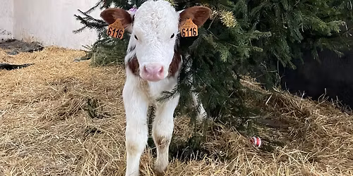 No\u00ebl \u00e0 la Ferme Bauduin 2025 \ud83c\udf84