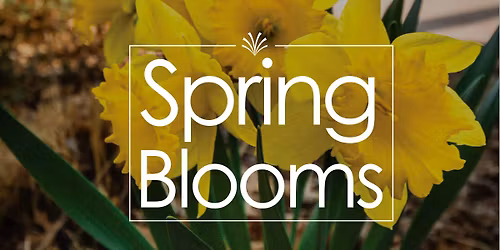 Spring Blooms