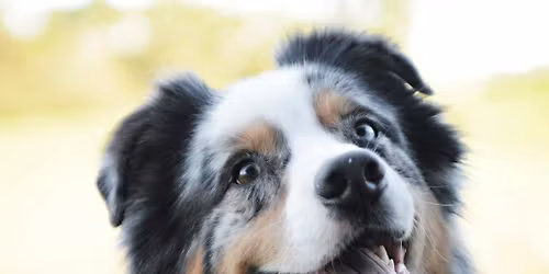 Aussie Meet Up Party!