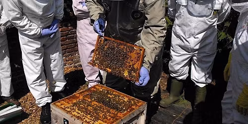 Beginners beekeeping course
