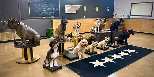 Dog Training Workshop