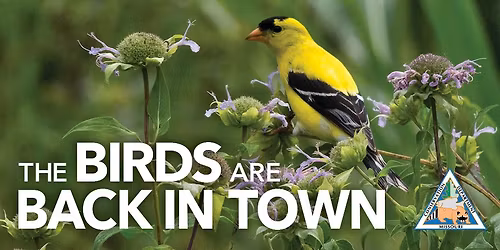 The Birds Are Back in Town