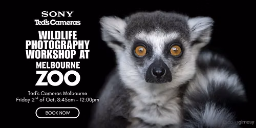Wildlife Photography Workshop at Melbourne Zoo with Doug Gimesy