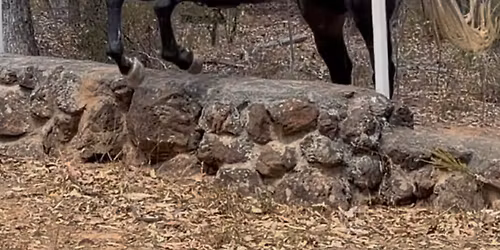 Maryborough & District Horse and Pony Club Autumn HT & CT