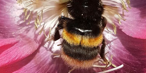 Wild Workshop - To bee or not to bee!