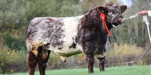 Treventon Shorthorns Open Day