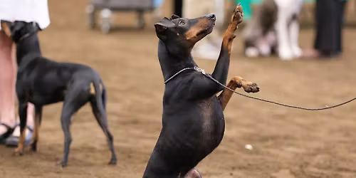 IABCA's 2025 Lone Star Autumn Sieger International Dog Show
