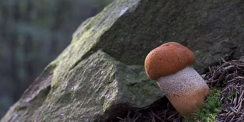 ausgebucht: Pilzkundliche Wanderung