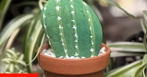 Prickly & Painted: Cactus Rock Garden