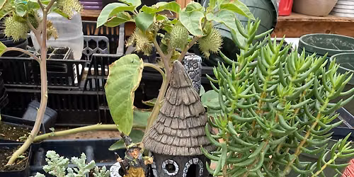 Spooky Fairy Garden Class