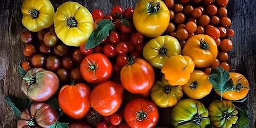Tomato Hanging Basket Class at the Chatham Bars Inn Farm