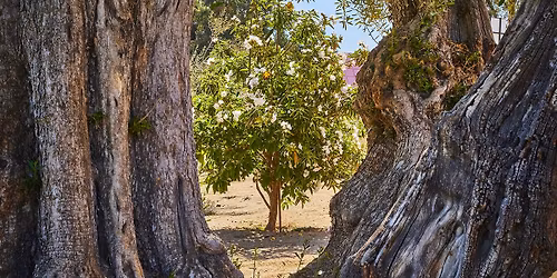 Estate Tree Walk Series