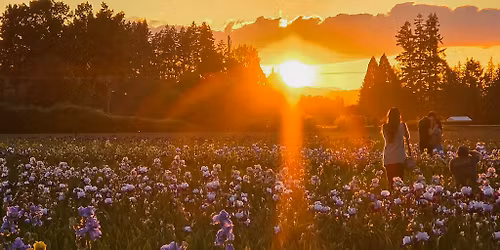 Bloom Season - Golden Hour Evenings