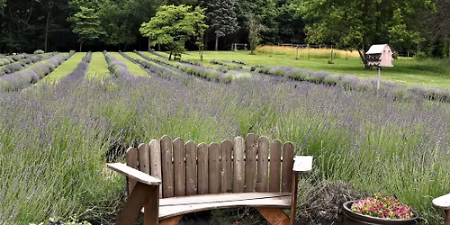 Yoga in the Lavender Field\ud83d\udc9c