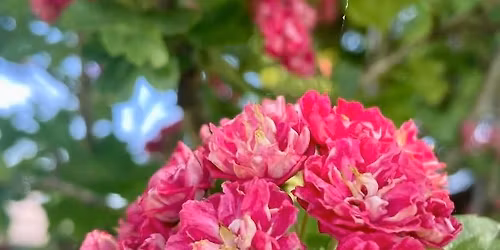 \ud83e\ude77Heart Wisdom Healing Workshop\ud83e\ude77