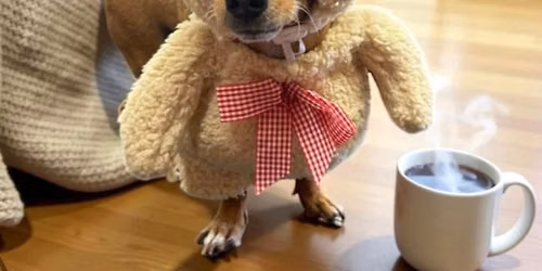 The Doggie Inn Halloween Costume Photo Contest 