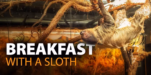 Breakfast with the sloth