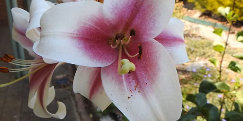 Caring for Liliums and Bulbs 