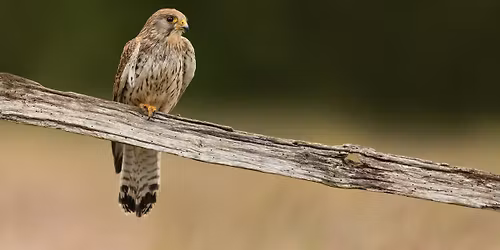 Kestrel hide photography workshop