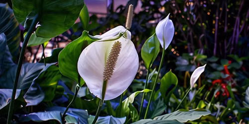 Listening Garden