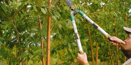 Pruning Ornamental Trees and Shrubs