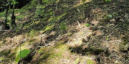 Forest Bathing (Shinrin Yoku) 10-17-26