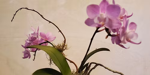 Orchid Kokedama & Pottery Dish