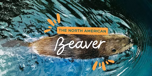 The North American Beaver