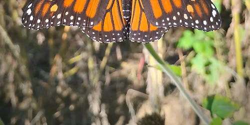 Year in the Garden: Month-by-Month Overview of what to do in your garden!