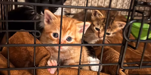 Tailsgiving Medical Fundraiser