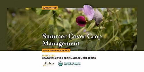 Summer Cover Crop Management