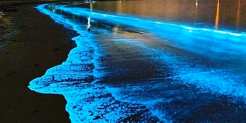 Bioluminescence Clear Kayaking - May 15 - Oct 31