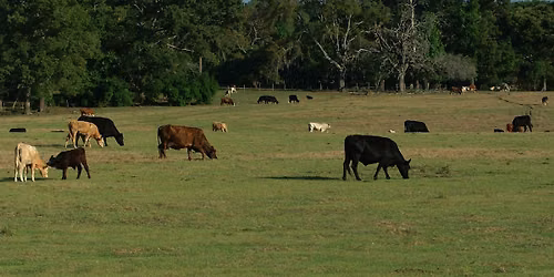 Ranching Foundations - Manatee