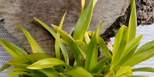 Mounting orchids on boards