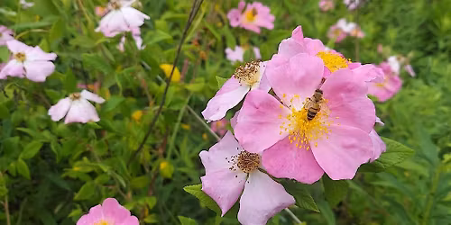 Trailblazers: Ted Lechowicz Woods - Flower & Photography Walk