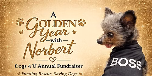 A Golden Year with Norbert | Supporting Dogs 4 U Rescue 