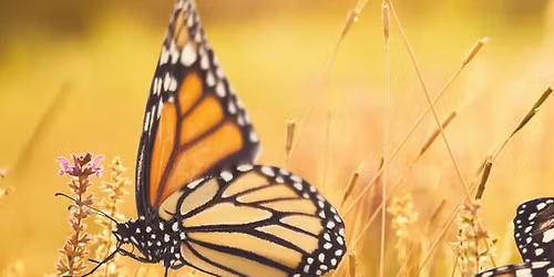 Monarch Butterfly Informational Meeting at Coldwater Lake Association