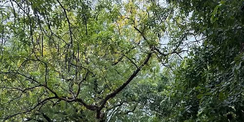 Nature Walk at The Residency