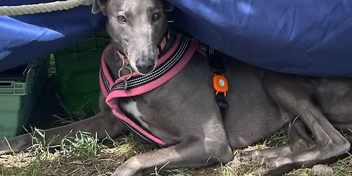 Forever Hounds Trust at Poulton Park Fun Dog Show and Autumn Fete.