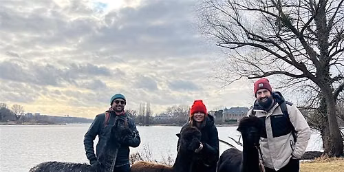 Potsdam Alpaca Hike: Historic Parks, Palaces and Lakeside Brewery
