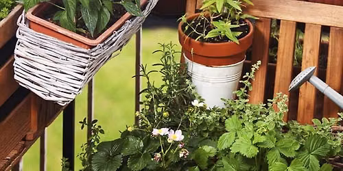 Small Space Gardening