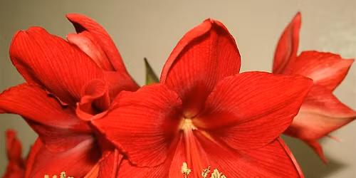 2-14-2026  Amaryllis
