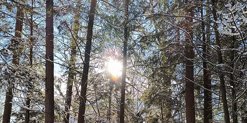 Forest Bathing (Shinrin Yoku) 11-21-26