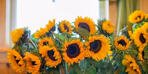Kids Garden Hour - Sunflower Spectacular