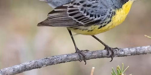 Gahagan's Kirtland's Warbler Tour