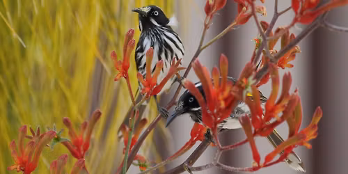 Quiz Night - BirdLife WA and Wildflower Society WA