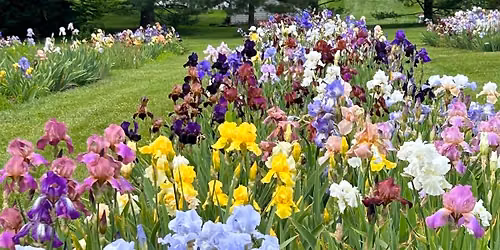 The FSK Iris Society\u2019s Iris Rhizome Sales at The Dutch Plant Farm