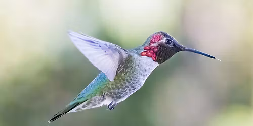 Bird Photography Essentials: From Field to Frame,  Sponsored by Canon